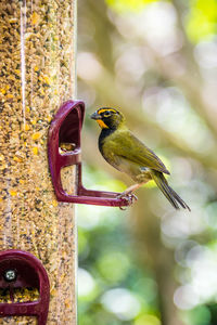 Close-up of bird perching on feeder