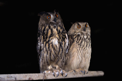 Close-up of owl perching on black background