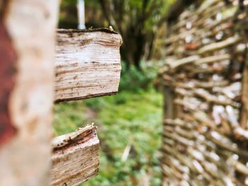 Close-up of tree stump