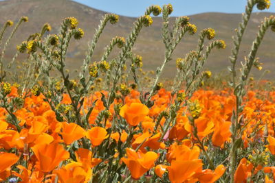 Close-up of orange flowering plants on field