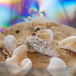 Close-up of seashells on sand