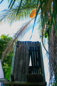 Low angle view of palm tree