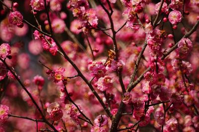 Close-up of pink cherry blossoms in spring