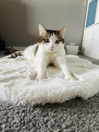 pet