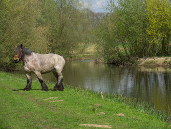 Horse standing in a field