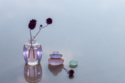 Close-up of flower vase on table against white background