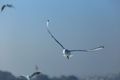 Low angle view of seagull flying