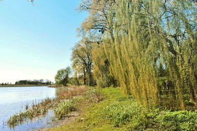 Scenic view of lake in forest