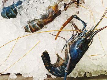 High angle view of fish on ice