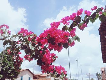 Low angle view of pink flowers hanging on tree against sky