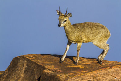 Deer standing on rock against sky