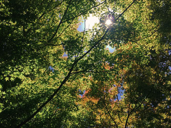 Low angle view of trees against sky