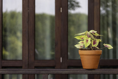 Potted plant on window sill