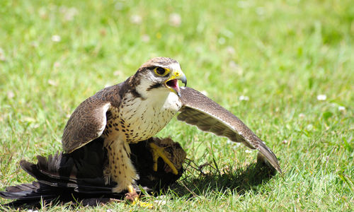 Close-up of owl perching on grass