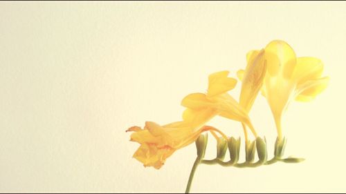 Close-up of yellow flower