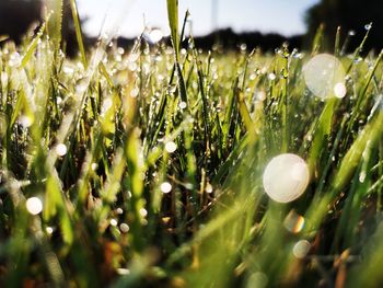 Close-up of wet grass on field