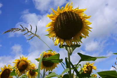 Low angle view of sunflower against sky