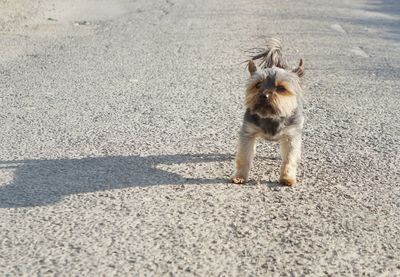 Portrait of dog standing on road