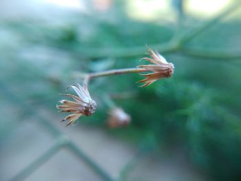 Close-up of bug on plant