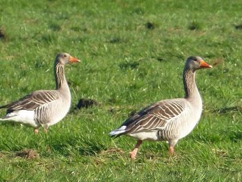 Ducks on grass