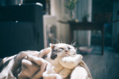 Close-up of hand holding cat at home