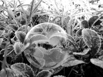 Close-up of frozen plant on field