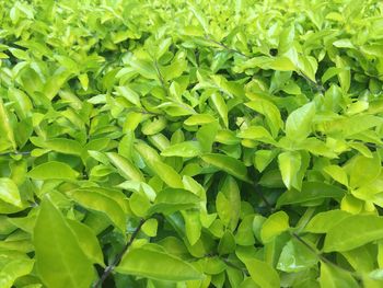 Full frame shot of green leaves