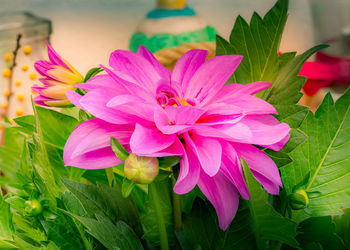 Close-up of pink lotus water lily