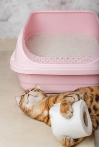 Cute bengal cat plays with toilet paper near the litter box.
