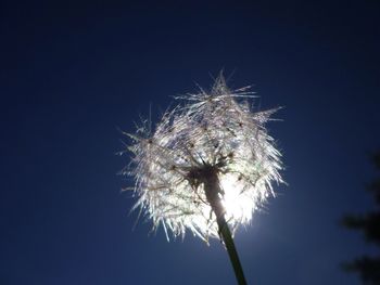 Low angle view of trees