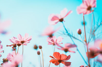 Low angle view of pink flowering plants against sky