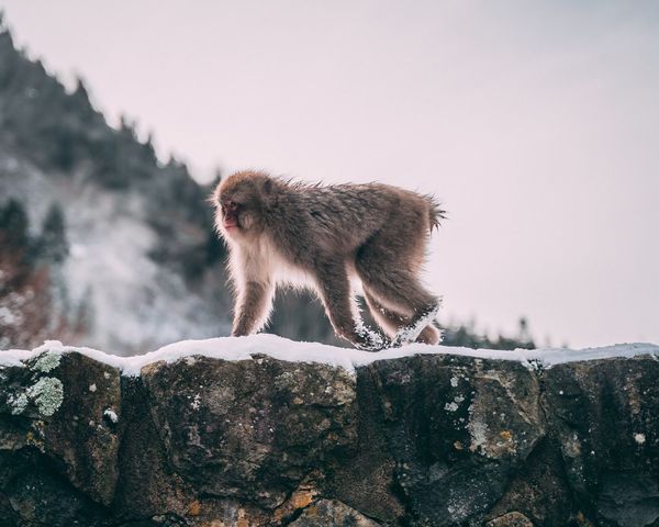 38Explore × NATURAL MOUNTAIN MONKEYS Blue Monkeys