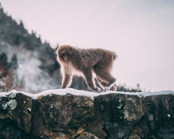Low angle view of monkey crawling on snow covered mountain against sky