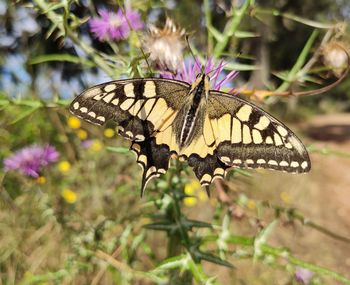 Close-up of butterfly pollinating on flower