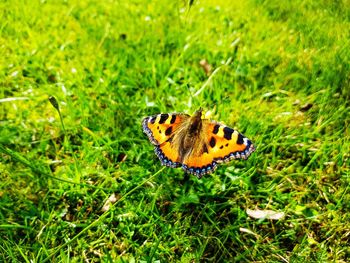 Close-up of butterfly on flower