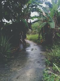 Footpath amidst palm trees