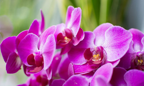 Close-up of pink flowers