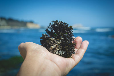 Close-up of hand holding seaweed
