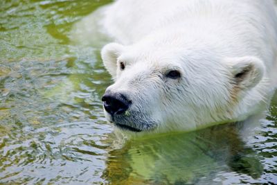 Polar bear in the water