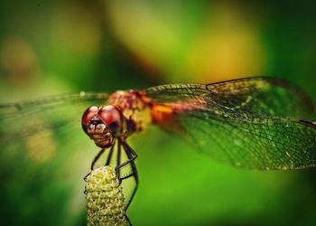 Close-up of insect on leaf