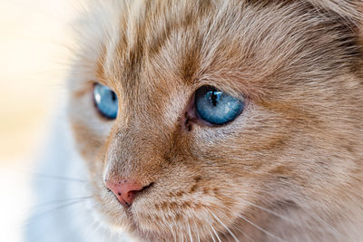 Close-up of cat