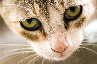 Close-up portrait of a cat