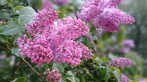 Close-up of pink flowers