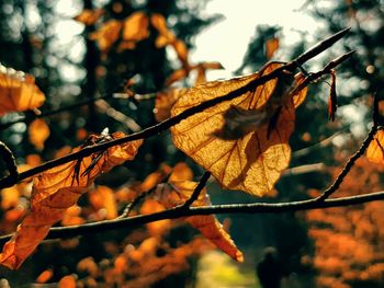 Close-up of dried autumn leaves