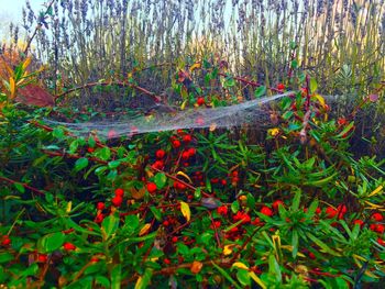 Close-up of grass growing in autumn