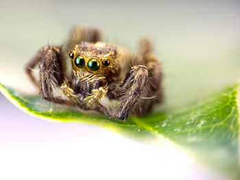 Close-up of spider