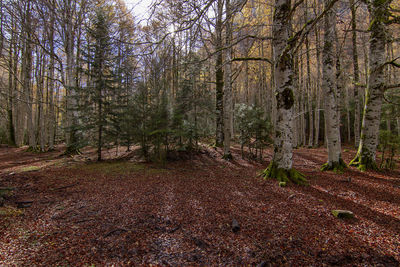 Trees growing in forest