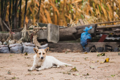 Dog relaxing on land