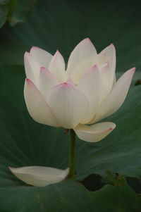 Close-up of lotus 