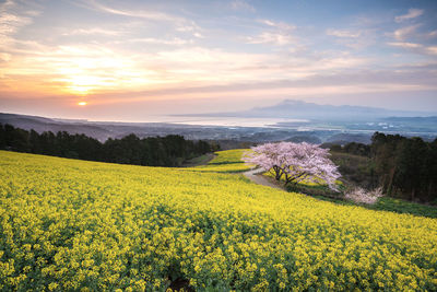 Scenic view of oilseed rape field against sky during sunset